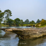 2024-10 - Népal - J11 - Parc National de Chitwan - 059